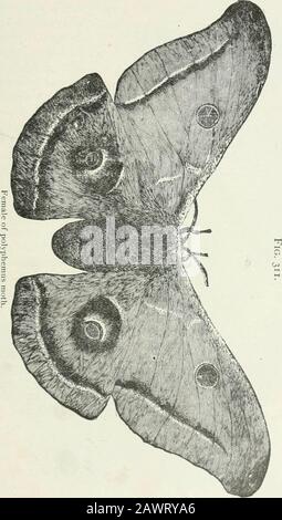 Automeris Io - Male Io Moth -- Yellow Fuzzy Moth on white background ...