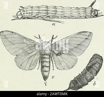 Economic entomology for the farmer and fruit-grower : and for use as a text-book in agricultural schools and colleges . d bylarge yellow and black-striped caterpillars, with black head, twolong, black filaments on the anterior, and numerous shorterblack processes on the other segments. These are the orange-striped oak worms, which, when mature, go beneath the sur-face of the ground, change to brown, roughened pupae, and inspring appear as brown moths ; the Anisota senatoria. The malesare much the smaller, have the fore-wings somewhat triangularand pointed, a little transparent towards the midd Stock Photo