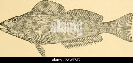 Fishes . and tender, somewhat like that of the Lakewhitefish {Coregonus clupeiformis), and is especially fine whensalted. This fish is found about the Aleutian Islands, espe-cially the island of Atka, from which it takes its name. It iscommercially known as Atka mackerel. In this genus there are numerous lateral lines, and the dorsalfin is continuous. In Hexagrammos, the principal genus of thefamily, the dorsal is divided into two fins, and there are aboutfive lateral lines on each side. Hexagrammos decagrammus is common on the coast of Cali-fornia, where it is known by the incorrect name of r Stock Photo