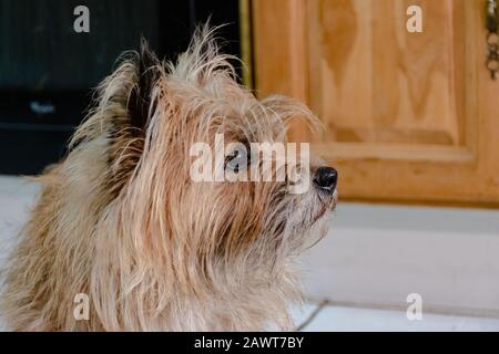 A candid profile portrait of an old mixed-breed long-haired mutt dog inside an apartment Stock Photo