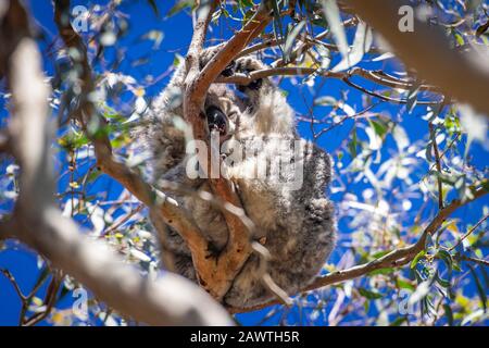 A wild koala sits sleeping in an Eucalyptus tree at Kennett Park, Victoria, Australia. Stock Photo