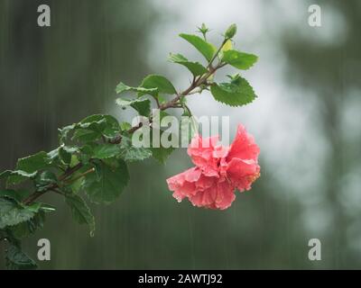 Rain falling on flowers,  Double pink Hibiscus rosa sinensis flower covered in water droplets from rainfall. Blurred green coastal garden background Stock Photo