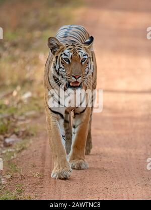Tiger, Panthera tigris walking on road towards camera, India Stock Photo