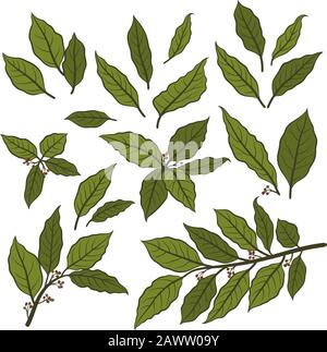 Bay Leaf Set Stock Vector