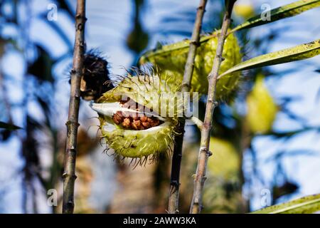 Fruits of gomphocarpus fruticosus  (asclepias fruticosa -arghel -or balloon cotton bush ), the fruit is balloon like covered with soft spines ,  brown Stock Photo