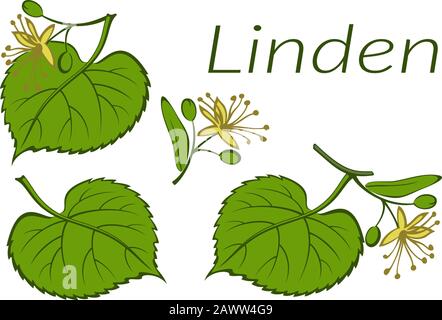 Linden Leaves and Flowers Stock Vector