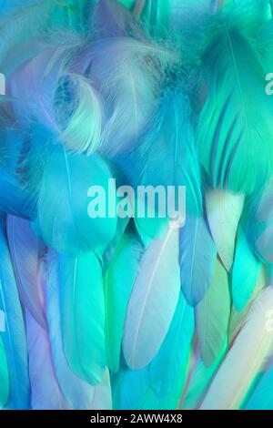 Neon glowing feathers of a bird background. Flat lay. Stock Photo