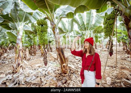 Woman as a tourist dressed in red exploring banana plantation, photographing on phone ripe banana branches. Concept of a green tourism and exotic fruits producing Stock Photo