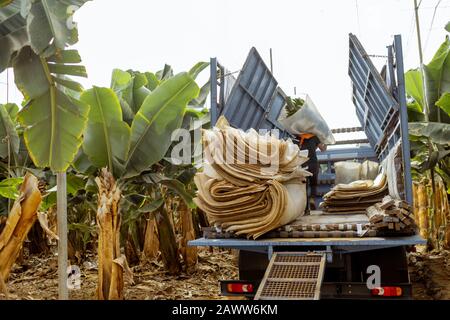 Workers delivering cutted banana bunches wrapped in protective film to the truck, harvesting on the plantation Stock Photo