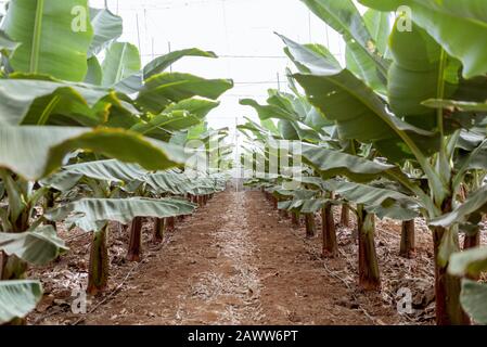 Rows with a young banana trees growing on the plantation Stock Photo
