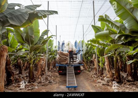 Workers delivering cutted banana bunches wrapped in protective film to the truck, harvesting on the plantation Stock Photo