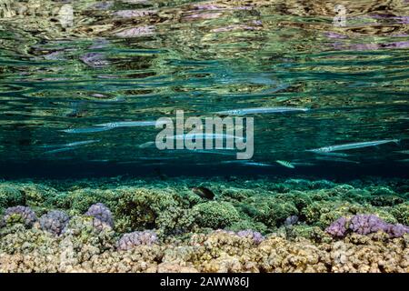 Shoal of Needlefishes on Reef Top, Strongylura incisa, Fakarava, Tuamotu Archipel, French Polynesia Stock Photo