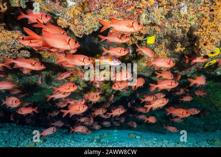 Shoal of Blotcheye Soldierfish, Myripristis berndti, Ahe, Tuamotu Archipel, French Polynesia Stock Photo