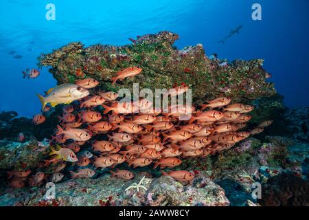 Shoal of Blotcheye Soldierfish, Myripristis berndti, Fakarava, Tuamotu Archipel, French Polynesia Stock Photo