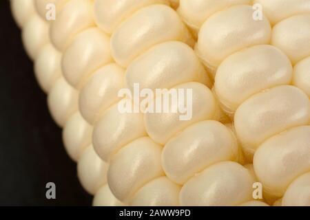 White Sweet corn vegatable closeup corn seeds background Stock Photo