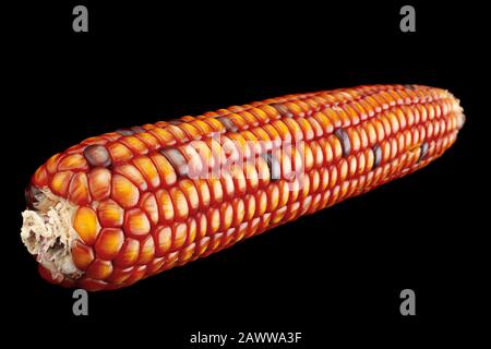 Decorative multicolor corn seeds closeup isolated on black Stock Photo