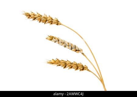 Wheat ears isolated on white Stock Photo