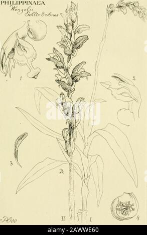 Orchidaceae: illustrations and studies of the family Orchidaceae . PLATE 100 ORCHIDACEiE Plate 100: Philippinaea WenzeliiI. Plant reduced one half. II. Inflorescence nat-ural size. 1, labellum and gynostemium, poUiniaremoved. 2, labellum and gynostemium, polliniain position. 3, pollinia. 4, labellum sac open toshow clavate processes on the lateral wall. [ 316 1 PHII.IPFINAEA. cy-^y^o PLATE 101 ORCHIDACE^ Plate 101: Dendrohium busiiang;ensePlant and inflorescence, drawn natural size. Lip,drawn natural size. All drawn from the type. [ 318 ] Stock Photo