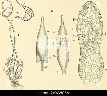 . The microscope and its revelations. ,. Fig. 5 Stock Photo - Alamy