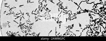 Essentials of bacteriology; being a concise and systematic introduction to the study of bacteria and allied microörganisms . ^^ -V^€i Stock Photo