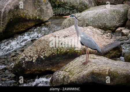 Heron on a rock Stock Photo