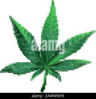 Realistic vector illustration of cannabis leaf. Green marijuana leaf isolated. Vector eps 10. Stock Vector