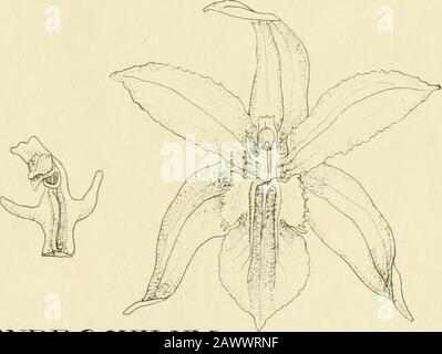 Orchidaceae: illustrations and studies of the family Orchidaceae . I D ^Otiu77Z Cy(7?l. DENDRj9CHILUM Kamvoranoe?ise (lAr&gt;ies PLATE 85 ORCHIDACE^ Plate 85: Dendrochilum HaslamiiPlant, natural size, drawn from the type.Flower enlarged. [ 24,6 ] , DENDPwOCHILUM Stock Photo