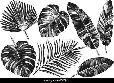 Tropical leaves, Jungle botanical floral elements. Palm leaves, hand drawn vector illustration realistic sketch isolated on white background. Stock Vector