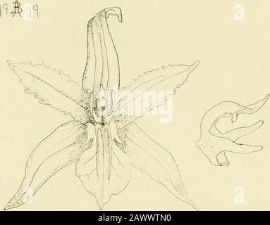 Orchidaceae: illustrations and studies of the family Orchidaceae . DENDROCHILUM PLATE 84 ORCHIDACE.E Plate 84Dendrochilum crassifolium. Flower enlarged.GvTiostemium, side view. Dendrochilum Tcaviborangense. Flower enlarged,Gvnostemiura, front -iew. [ 244 ]. I D ^Otiu77Z Cy(7?l Stock Photo