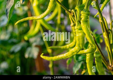 Hot chili peppers grow in a greenhouse. Green pods of hot pepper close up. Selective focus. Stock Photo