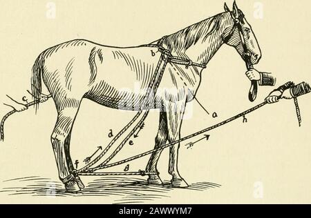 Restraint of domestic animals; a book for the use of students and practitioners; 312 illustrations from pen drawings and 26 half tones from original photographs . The double side line casting ropes of Over, Figure 157, con-sist of tw^o %-inch ropes. One rope is 20 feet long, the otherone 25 feet long, and two hobble straps. Double the longerrope and at its middle make a loop to fit around base of neck,the knot being on the off side and loop near the withers (a).Pass the free end of the rope (e) through hobble strap ring onoff hind, then upward (a) through the collar loop (b) ; thenover the bac Stock Photo