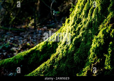 Afternoon sunlight hitting moss on bottom of giant tree trunk in forest Stock Photo