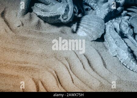 Different sea shells and sea horse with sand as background, blue and yellow colors. Tropical ocean vacation. Stock Photo