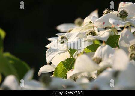 White Cornus Kousa Asian Dogwood blossoms in the morning light.  Close up, springflowering and dark background Stock Photo