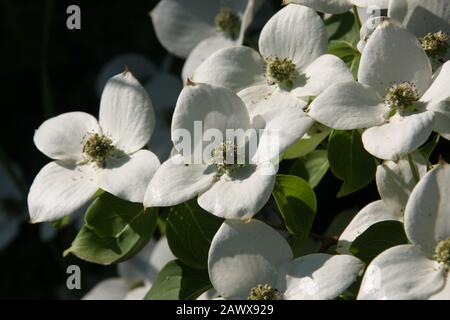 White Cornus Kousa Asian Dogwood blossoms in the morning light.  Close up, springflowering and dark background Stock Photo