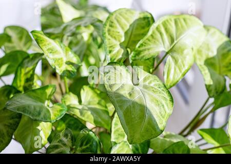 Green leaves Syngonium podophyllum close-up. Indoor garden house. Indoor floriculture. Close up. Stock Photo