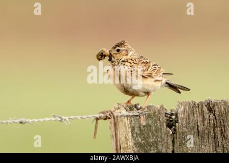 Eurasian skylark (Alauda arvensis) adult with food for chick in its beak, perched on fence post, Melbourne, Victoira, Queensland