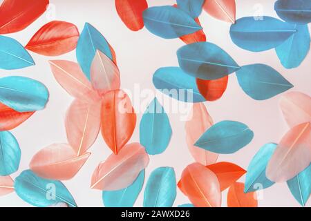 Multi-colored feathers of blue and red on a pink pastel background Stock Photo