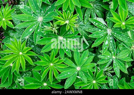 Water droplets on green Lupin leaves. UK Stock Photo