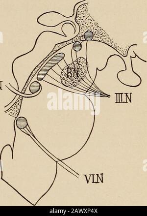 Nervous and mental diseases . nd the posi-tion of the palpebral curtains. Based upon the studies ofSchaefer, Unverricht, Danillo,Munk, and his own experi-ments, Roux 1 asserts that the oculomotor apparatus has a double corticalrepresentation ; first an anterior one at the foot of the second frontalconvolution, and, second, a posterior center in the occipital region. VonBechterew 2 also contends that irritation of the anterior margin of theoccipital lobe in the dog produces narrowing of the pupil and increaseof accommodative effort. The various ocular muscles serve to move the globe in the orbi Stock Photo