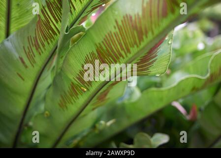 Asplenium nidus leaves close up Stock Photo