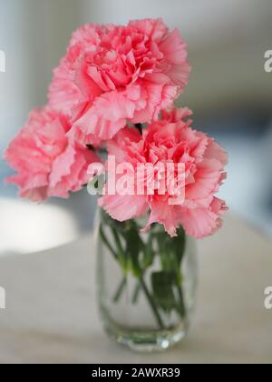 Pink Carnation flower in water glass on the table Stock Photo