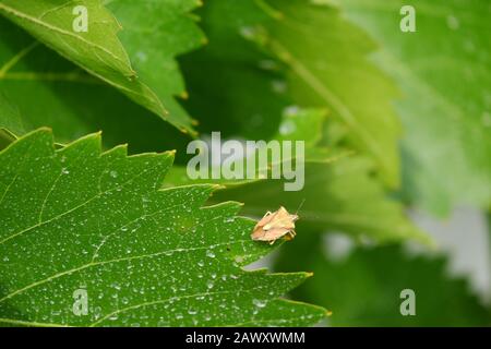 Picromerus bidens Stock Photo