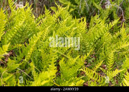 vegetation closeup seen at Spiekeroog, one of the East Frisian Islands at the North Sea coast of Germany Stock Photo