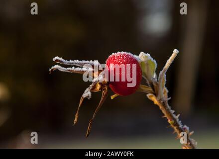 Red rose hip / fruit of dog rose (Rosa canina) covered in white frost Stock Photo