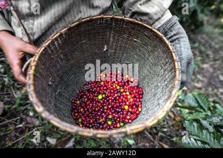Coffee in the basket - Gardeners keep the coffee in the basket Stock Photo