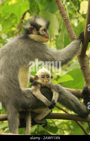 Thomas leaf monkey, Gunung leuser national park Stock Photo