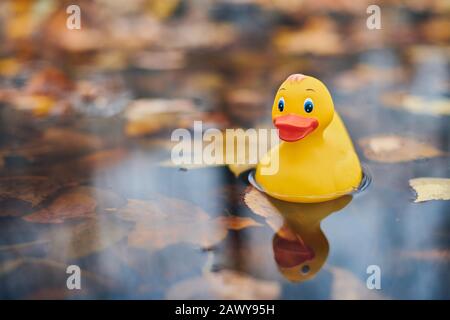 Duck toy in autumn puddle with leaves. Autumn symbol in city park. Fairweather or cloudy weather concept. Stock Photo