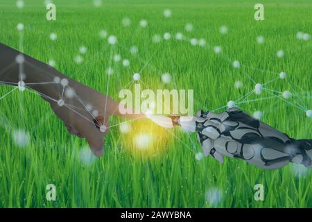 human work with robots in smart agriculture concept with machine, deep learning, neural network technology, the artificial intelligence network in sma Stock Photo