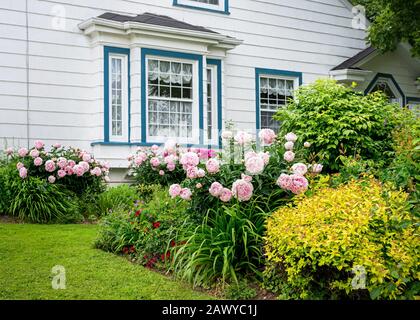 Flower beds full of peonies in the home garden. Stock Photo